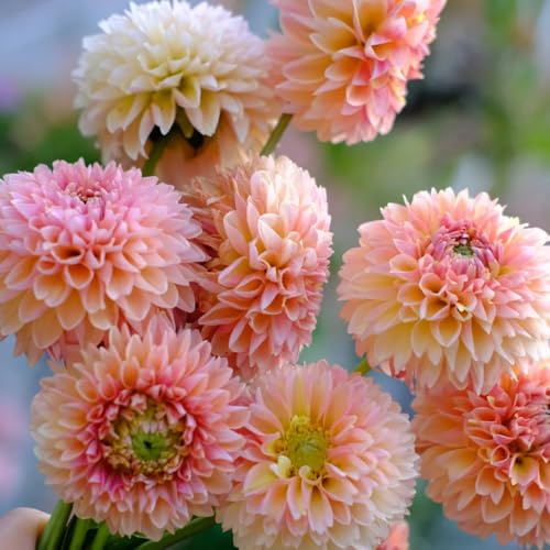 Tuberi di dalia - giardino roccioso d'appartamento esotiche giardino in vaso balcone arredamento del soggiorno rari di 2pcs