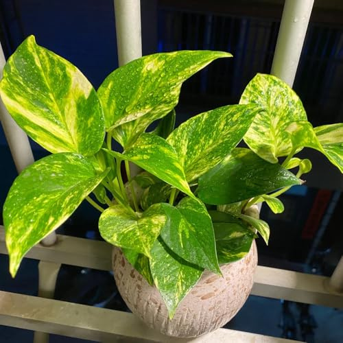semi di pothos - in vaso raro giardino roccioso biologiche 300pcs