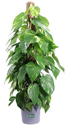 Pianta di Pothos Aurea Bastone Pianta di Epipremnum Aureum Bastone pianta da interno pianta ornamentale di Pohtos pianta vera di Epipremnum o Pothos venduta da eGarden.store (Vaso 20 cm)