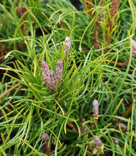 Pinus mugo 'Pumilio' / Pin de montagnes/Conteneur de 3 à 4 litres/Conifère nain