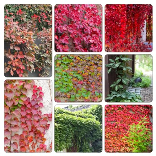 Wilder Wein - heilkräuter steingartenpflanzen pflanzensamen pflanzenkübel exotische zimmerpflanzen büropflanzen pflanztopf Parthenocissus tricuspidata kräutergarten küche pflanzendeko 700samen