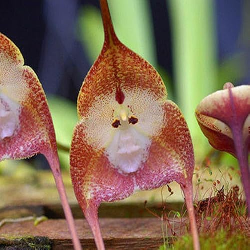 orchidea scimmia - giardino, balcone decorativo decorazione organica per balcone semi di per primaverili, 75semi
