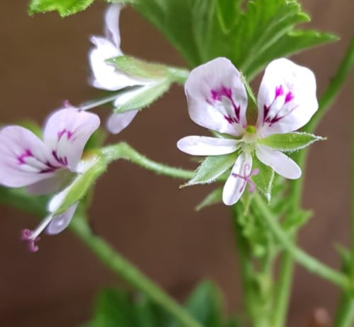 Pelargonium scabrum/Géranium au parfum de citron/Conteneur de 3 à 4 litres/Vivace Odorante