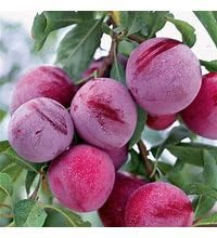 Methley Plum Tree, Bareroot, 1-2 ft Tall, Fresh Eating and Cooking Fruit
