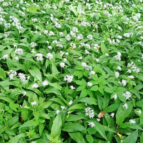 semillas de ajo silvestre orgánico - Variedades antiguas en interiores, resistentes para el jardín. 300pcs