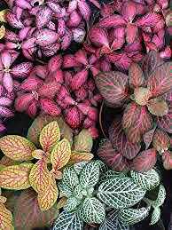 3X Live Pet Friendly Houseplant Lucky Dip.