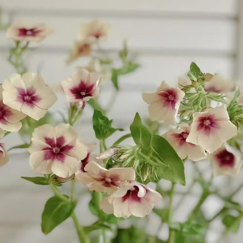 Phlox de alfombra - flox subulata semillas de exóticas jardín decorativa trepadora semillas silvestres balcón decoración 600pcs