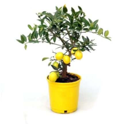 Planta natural Limequat, 30-35 cm. Citrus × floridana. Híbrido entre el kumquat y la lima, cítrico pequeño, con frutos ovalados, piel comestible y sabor ácido. Segura Garden.