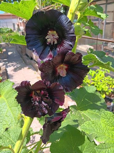 20 Semi di Alcea Rosea Nigra Malvarosa nera