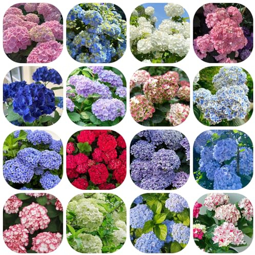 Semi di ortensia resistenti - decorazione da all'inverno per il giardino, per selvatici 350pcs