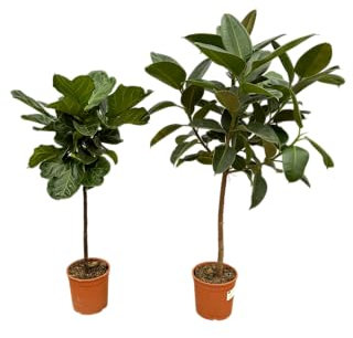 Trendyplants - Ficus Lyrata tronco d'albero - 130 cm - Ø 24 cm + Ficus Elastica Robusta sul tronco - 130 cm - Ø 24 cm