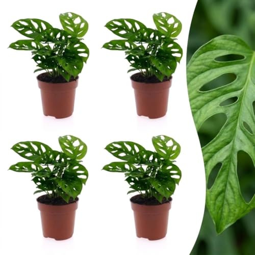 Monstera Adansonii - Rhaphidophora Tetrasperma - 4 plantes - 25cm - Ø12cm