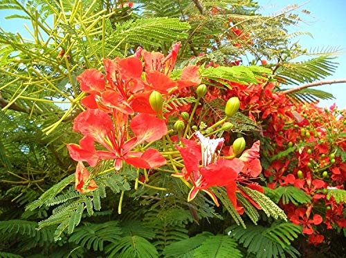 Königliche Poinciana Baum (Delonix regia), 5 Samen