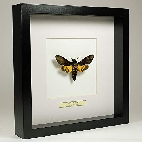 Acherontia atropos – Sphinx tête de Mort - Vrai Papillon de taxidermie monté sous Verre dans Un Cadre Fait Main en Bois Noir