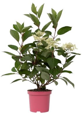 Plant in a Box - Hortensie- Hydrangea paniculata 'Early Harry'- Höhe 25-40cm -Topf 19cm - Winterharte Gartenpflanze