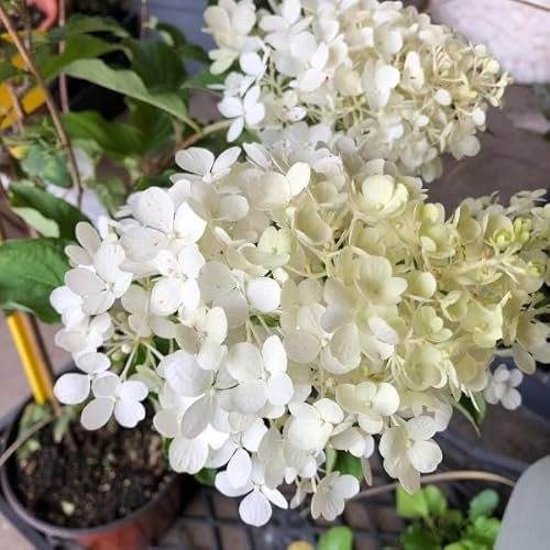 Pianta vera di Hydrangea paniculata Polar Bear - Diametro Vaso Ø 18 cm