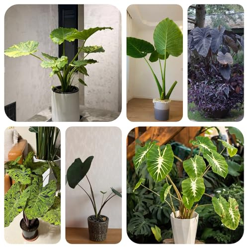 semillas resistentes de oreja de elefante - plantas exterior flores primavera Decoración sala estar con plantas interior purificadoras aire exterior: perennes resistentes para pleno 30pcs