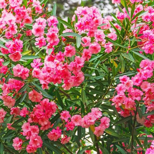 Oleander - balkonpflanzen Seltene - zierbaum winterhart stauden indoor garten garden baumsamen bonsai zimmerpflanzen gartenblumen dekopflanzen 35samen