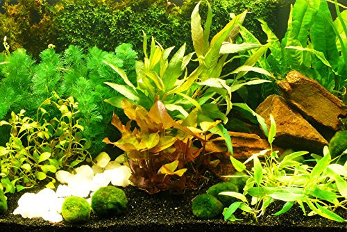 Zoomeister - Aquarium-Pflanzen-Set Sorgenfrei 300L - Einfach+Schön
