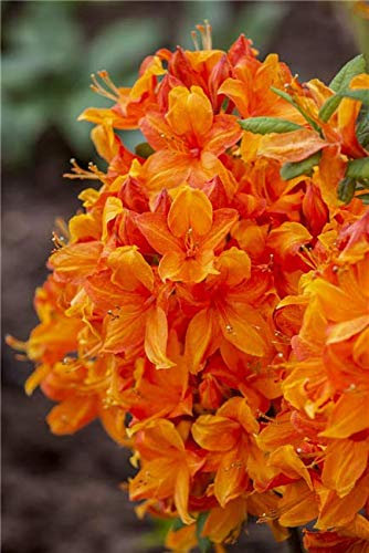 Rhododendron luteum 'Golden Eagle' 40–60 cm – Winterhart, Mehrjährig, Pflegeleicht – Sommergrüne Azalee – Zierstrauch für Garten & Beet