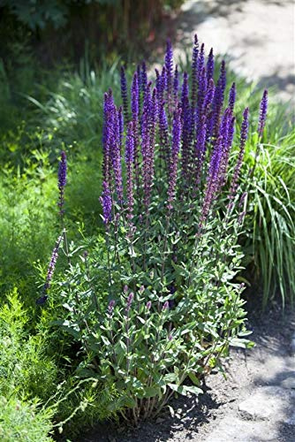 Steppen-Salbei Salvia nemorosa Blauhügel im Topf, winterhart, Staude | Sonniger Standort, bienenfreundlich, lange Blütezeit, schnittverträglich, ideal für Staudenbeet und Balkon