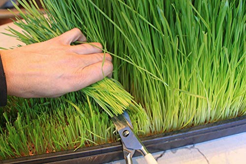 1kg seeds of Wheat 'Cat Grass' Seed Juicing/Sprouting