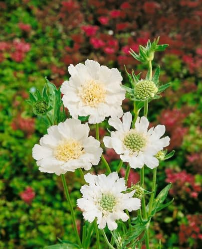 Scabiosa caucasica 'Perfecta Alba' 9x9 cm Topf – Winterhart, Mehrjährig, Pflegeleicht – Kaukasus-Skabiose – Staude für Beet & Rabatte
