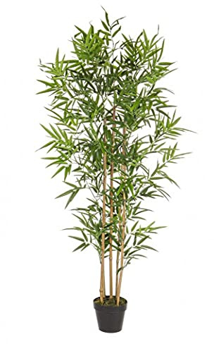 PIANTA BAMBOO C-VASO H155CM