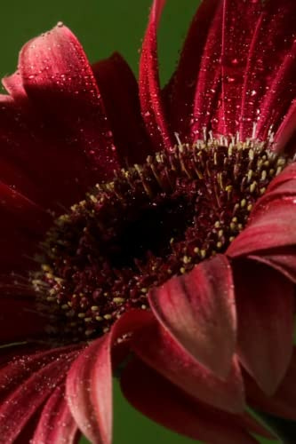 Chrysanthemum Notebook / Coffee Table Book