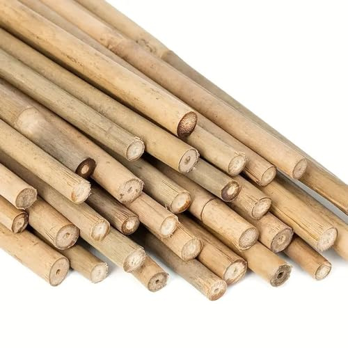 Lot de 50 cannes en bambou, 210 cm, diamètre 22/24 mm, attelle