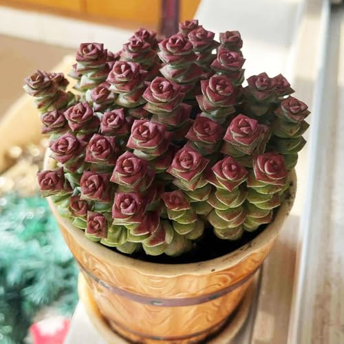 semillas resistentes de de sedum,semillas de perennes resistentes,en maceta maceta,crecimiento rápido Semillas de 350pcs