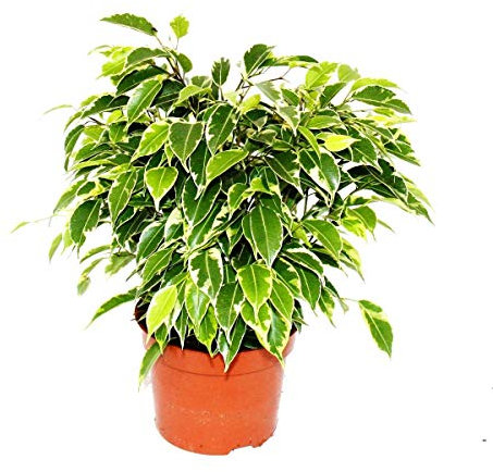 Exotenherz Exotenherz Birkenfeige Ficus Kinky weissbunte Blätter 1 Pflanze pflegeleicht luftreinigend 12cm Topf