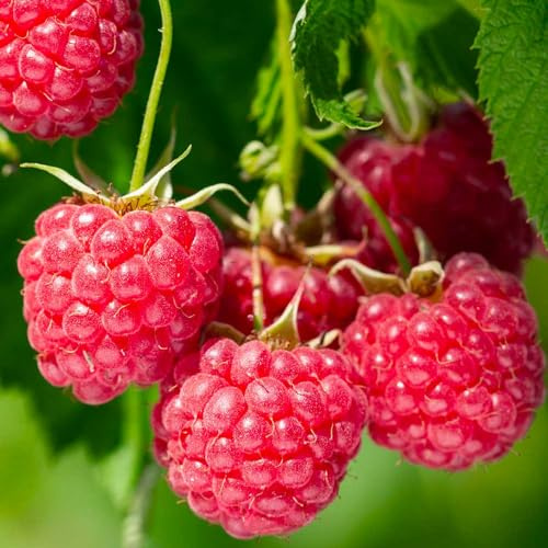 LAMPONE ROSSO  ‘Summer Chef’® 100% BIOLOGICA (3 piante)