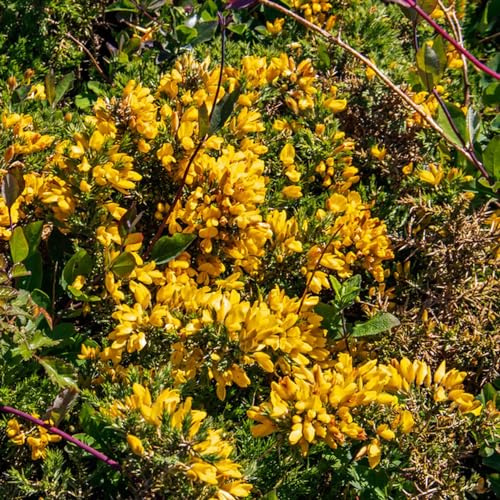 semi resistenti di ginestra - biologici balcone perenni tappezzanti 350pcs