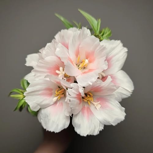 Semillas de azalea de verano, resistentes para el jardín decoración de sala de estar de balcón invernaderos de balcón 250pcs