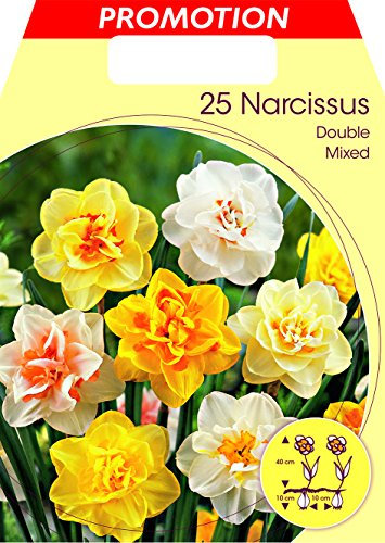 BULBI NARCISO DOUBLE MIX COLORI CONFEZIONE DA 25 BULBI BULBS BULBES