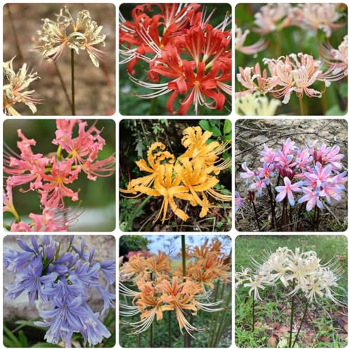 bulbi di giglio ragno - lycoris radiata - esotiche resistenti rossa di aconito invernale, balcone rare, balcone esotiche, 6pcs