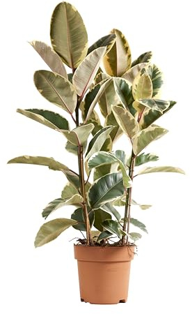 Bloomique - Ficus Elastica Tineke - Pianta della gomma - Piante da appartamento - Purificatrici dell'aria - Altezza 90-110 cm - Vaso 27