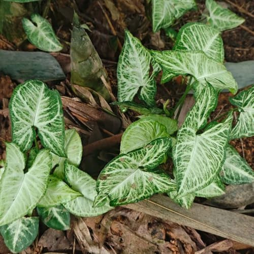 Syngonium podophyllum zimmerpflanzen gartenpflanzen draußen garden balkonpflanzen pflanzensamen, topfpflanzen stauden winterhart mehrjährig, ziergras ziergräser 85samen
