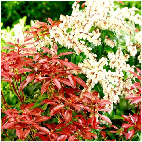 GrowOn Shrubs Pieris 'Mountain Fire' | Evergreen Shrub | Outdoor Garden Ready Plant | Spring Flowering | White Flowers