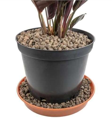 Grade 1mm-4mm Clay Pebbles, Hydroton or LECA-Lightweight Expanded Clay Aggregate, Heated Clay - used in hydroponic systems, aquaponics, and as a growing medium for plants. (1L 4MM-8MM)