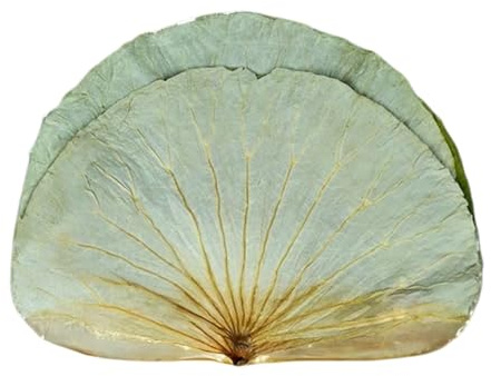 TraiHuyan-Feuilles De Lotus Séchées Entières 16 Pièces, Diamètre 32–45 Cm, Feuille Naturelle Pour Cuire Le Riz Gluant, Cuisine Asiatique Et Emballage Alimentaire