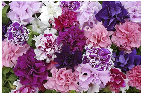 PREMIER SEEDS DIRECT - Petunia Seeds - GRANDIFLORA F1 - Double Pirouette Mix - 50 PELLETS