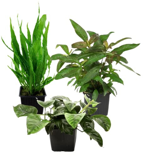 AquaOne Lot de 3 plantes d'aquarium I 3 x plantes maternelles XL I Plante mère Plante d'aquarium I Anubias barteri Microsorum pteropus hygrophila corymbosa I Lot de 3 plantes aquatiques