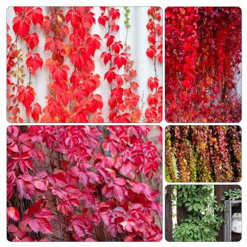 Wilder Wein - kräutersamen pflanzensamen grünpflanzen kräuterpflanzen heilkräuter pflanztopf Parthenocissus tricuspidata gartenkräuter büropflanzen pflanzenkübel pflanzendeko 850samen