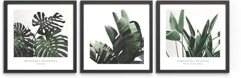 STYLER Bilder Set Plant 3x 30x30 cm (AUFHÄNGFERTIG) mit hochwertigem schwarzem Rahmen - Natürliche Schönheit für Ihr Zuhause - Grüne Pflanzen für Wohnzimmer Schlafzimmer Flur Büro