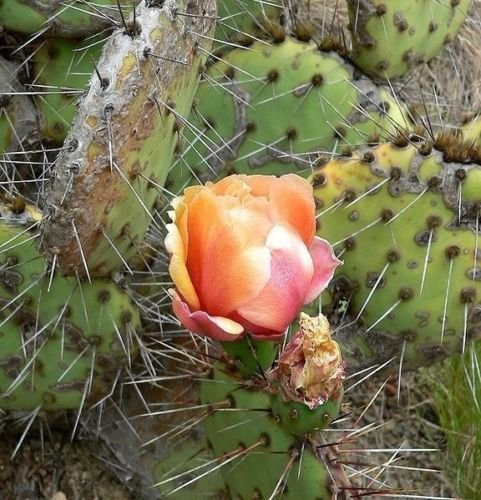 Opuntia Phaeacantha - Deserto Feigenkaktus - 25 Halb