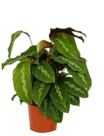 Planta natural Calathea Variada, 40 cm. Planta de interior tropical con hojas grandes, verdes y variegadas, muy ornamental y vistosa. Segura Garden.