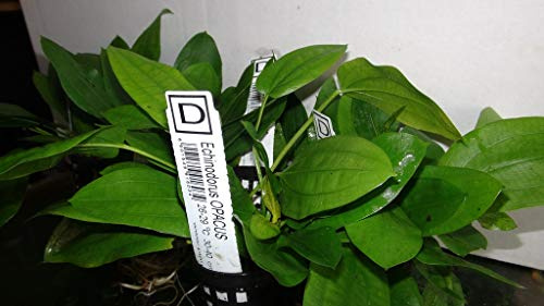 Echinodorus Opacus - TOP Rarity - Aquarium Pflanze
