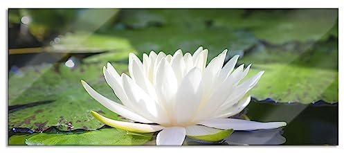 Pixxprint Glasbild Panorama, Wandbild aus Echtglas, Weiße Lotusblume im Wasser, 120x50 cm, inkl. Aufhängung und Abstandshalter